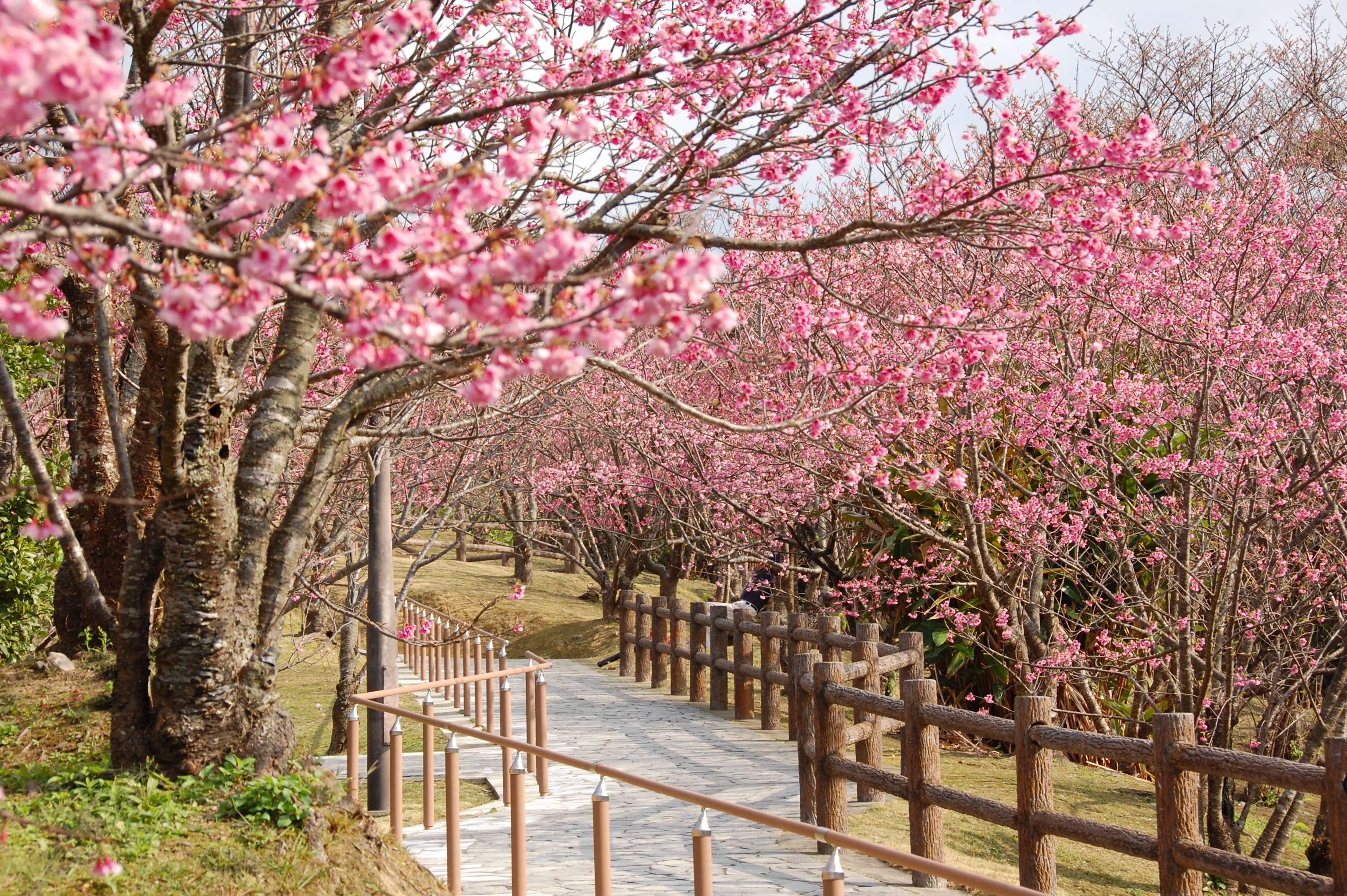 100 沖縄県名護市「名護城公園」