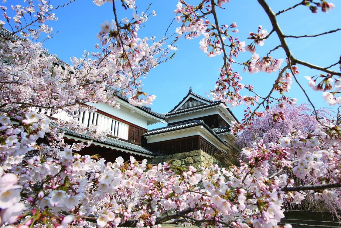 114_長野県上田市上田城跡公園内桜