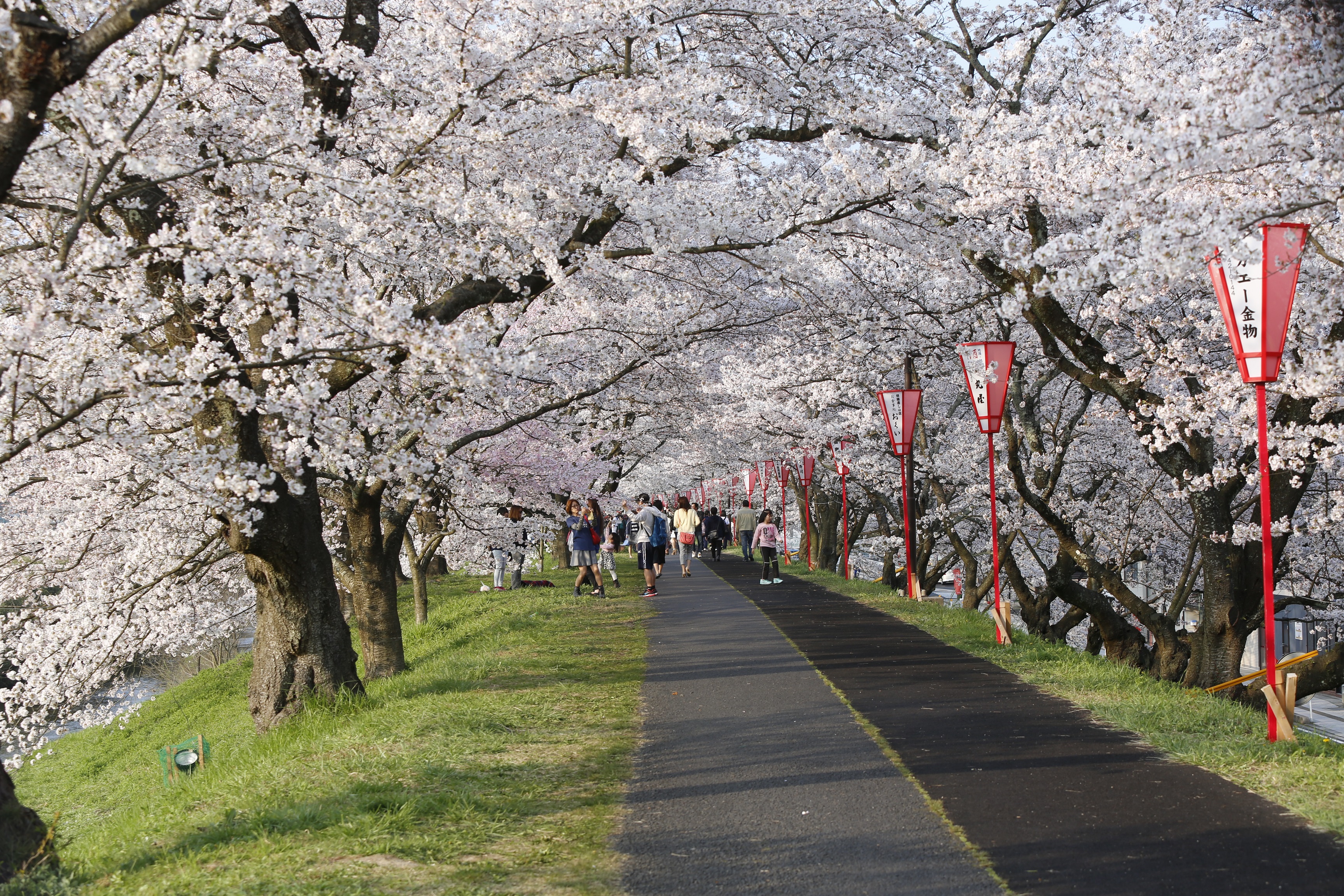 80 島根県雲南市「斐伊川堤防桜並木」