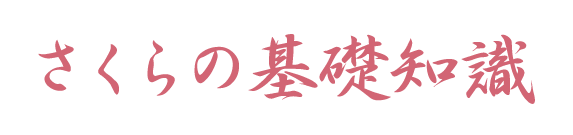 さくらの基礎知識