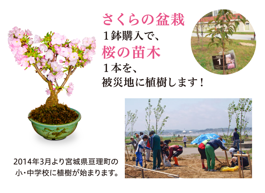 さくらの盆栽1鉢購入で、桜の苗木1本を、被災地に植樹します!