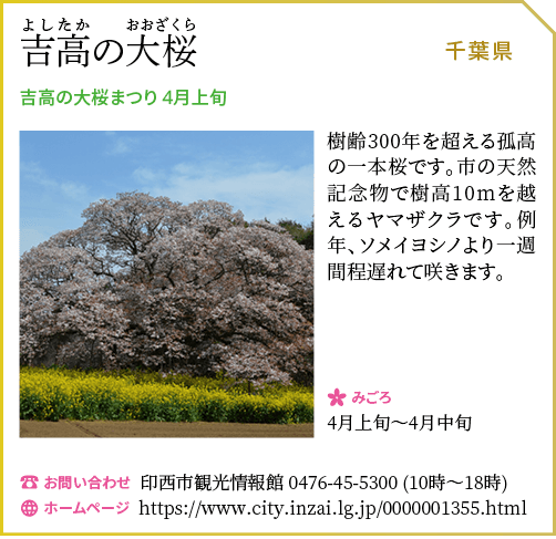 吉岡の大桜