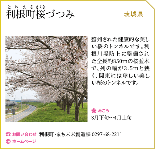利根町桜づつみ