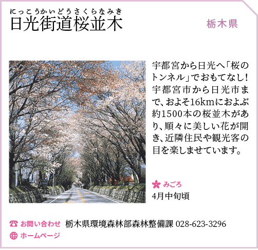 日光街道桜並木