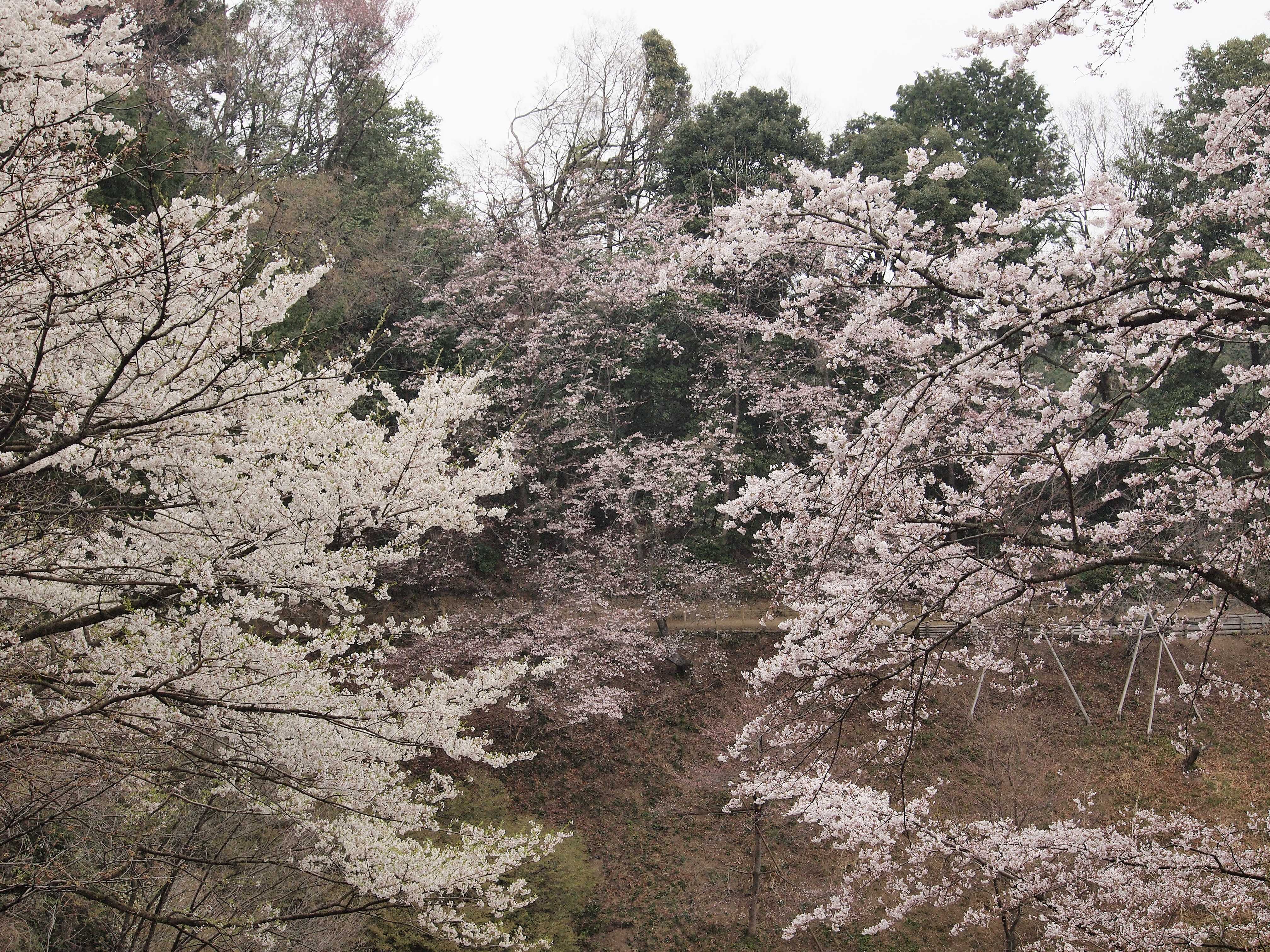 関東 公益財団法人 日本さくらの会