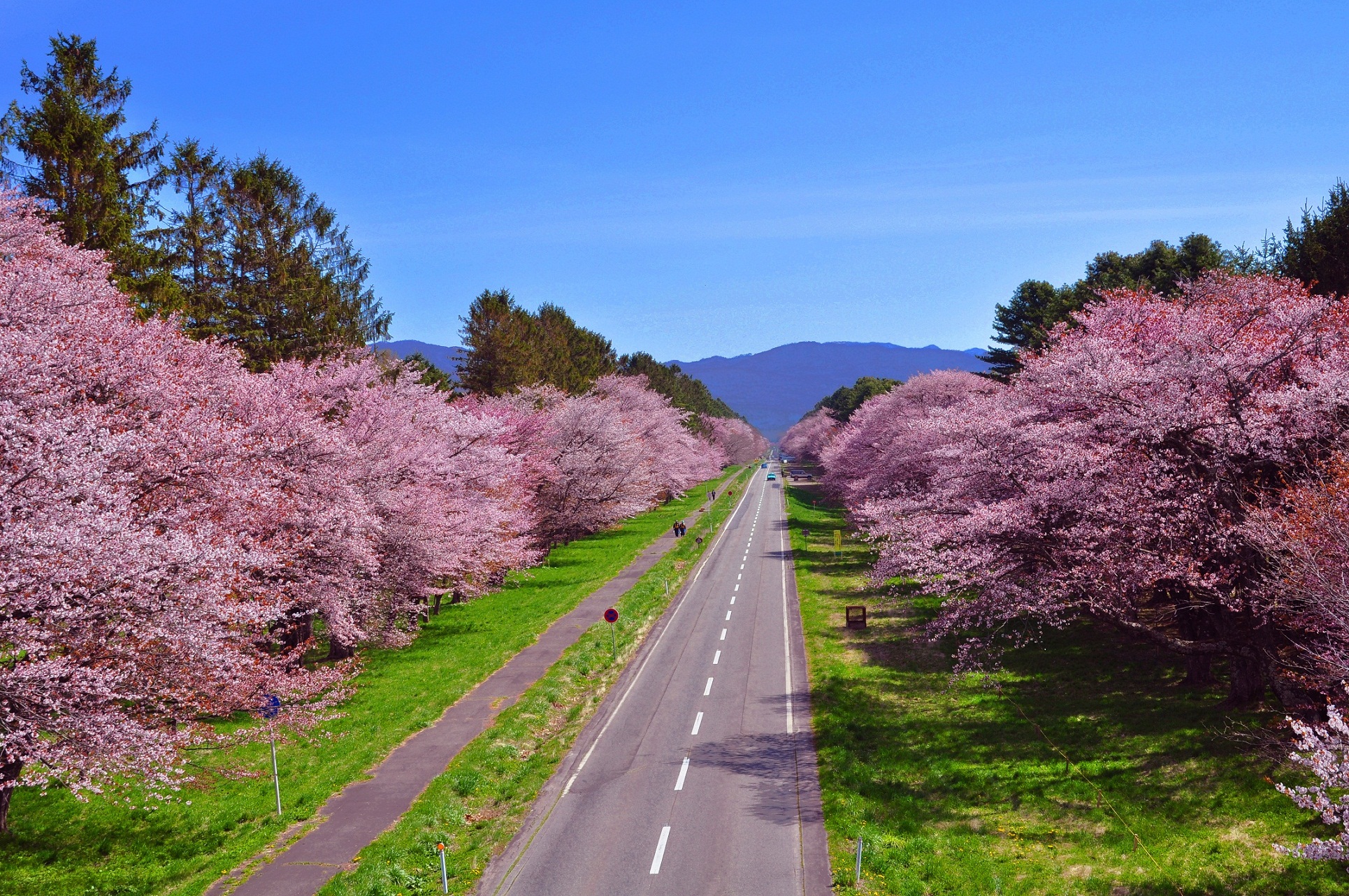 1 北海道新ひだか「二十間道路桜並木」