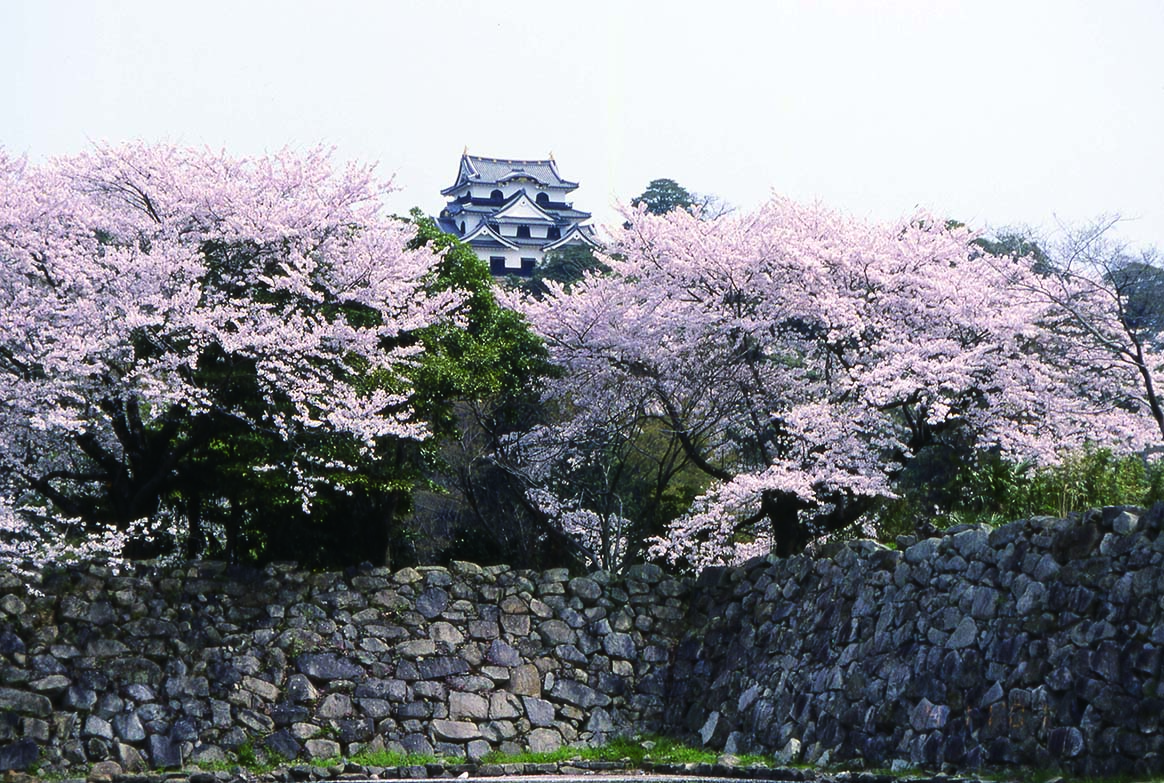 109_彦根城の桜