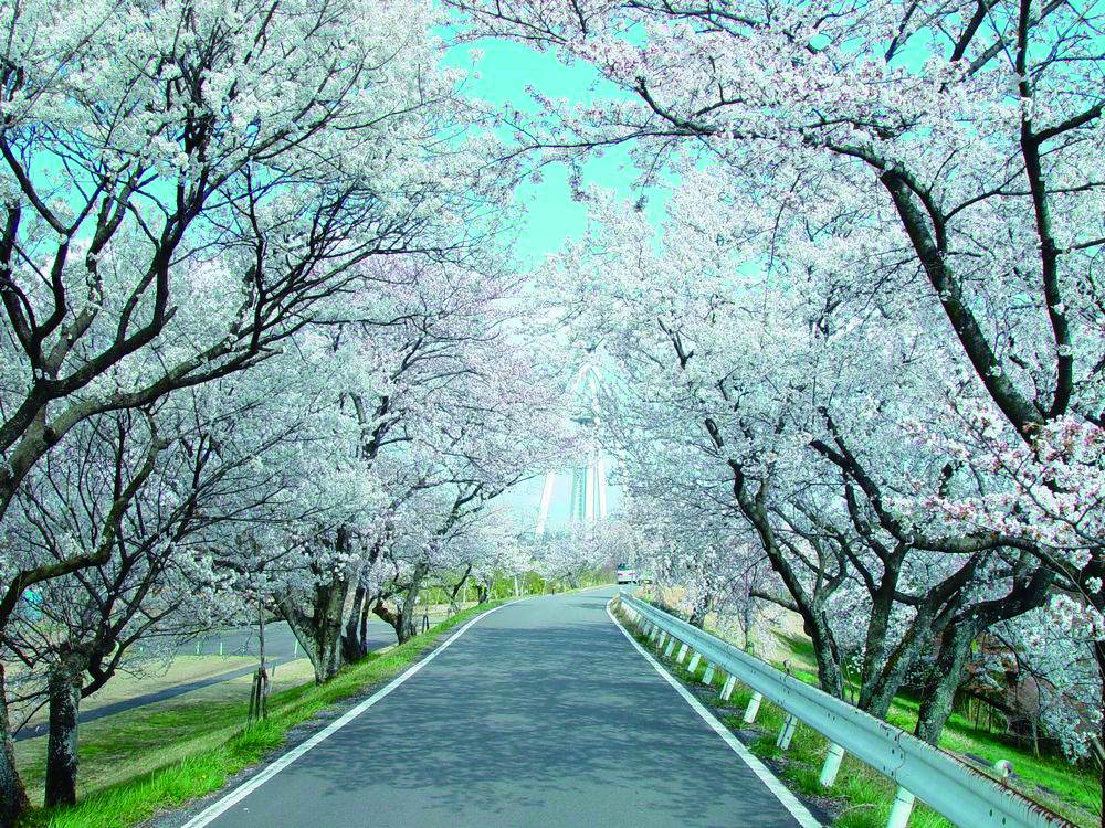 110_木曽川堤の桜