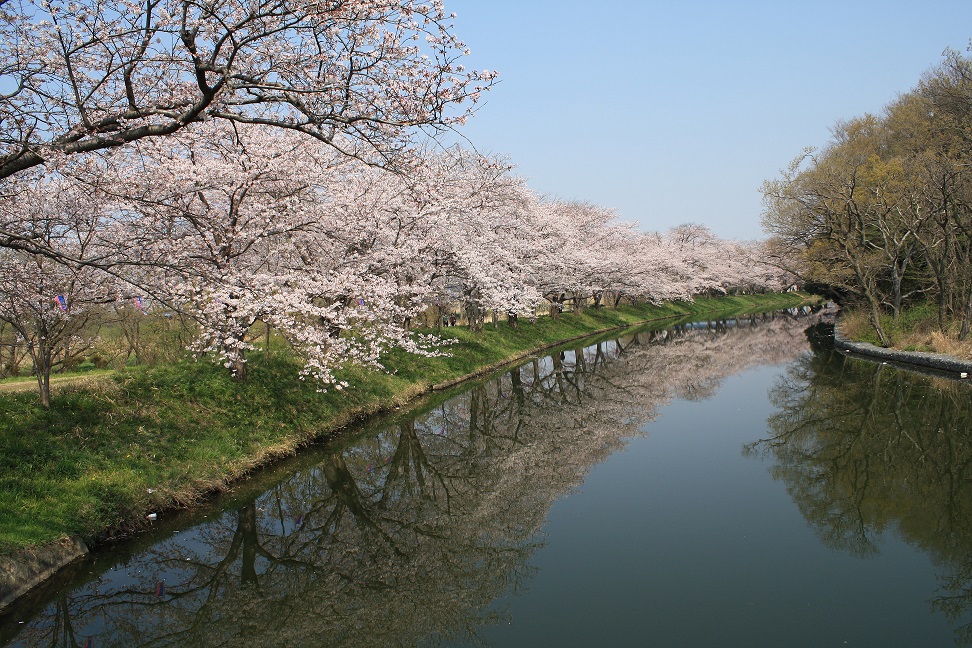 128_福岡堰桜並木