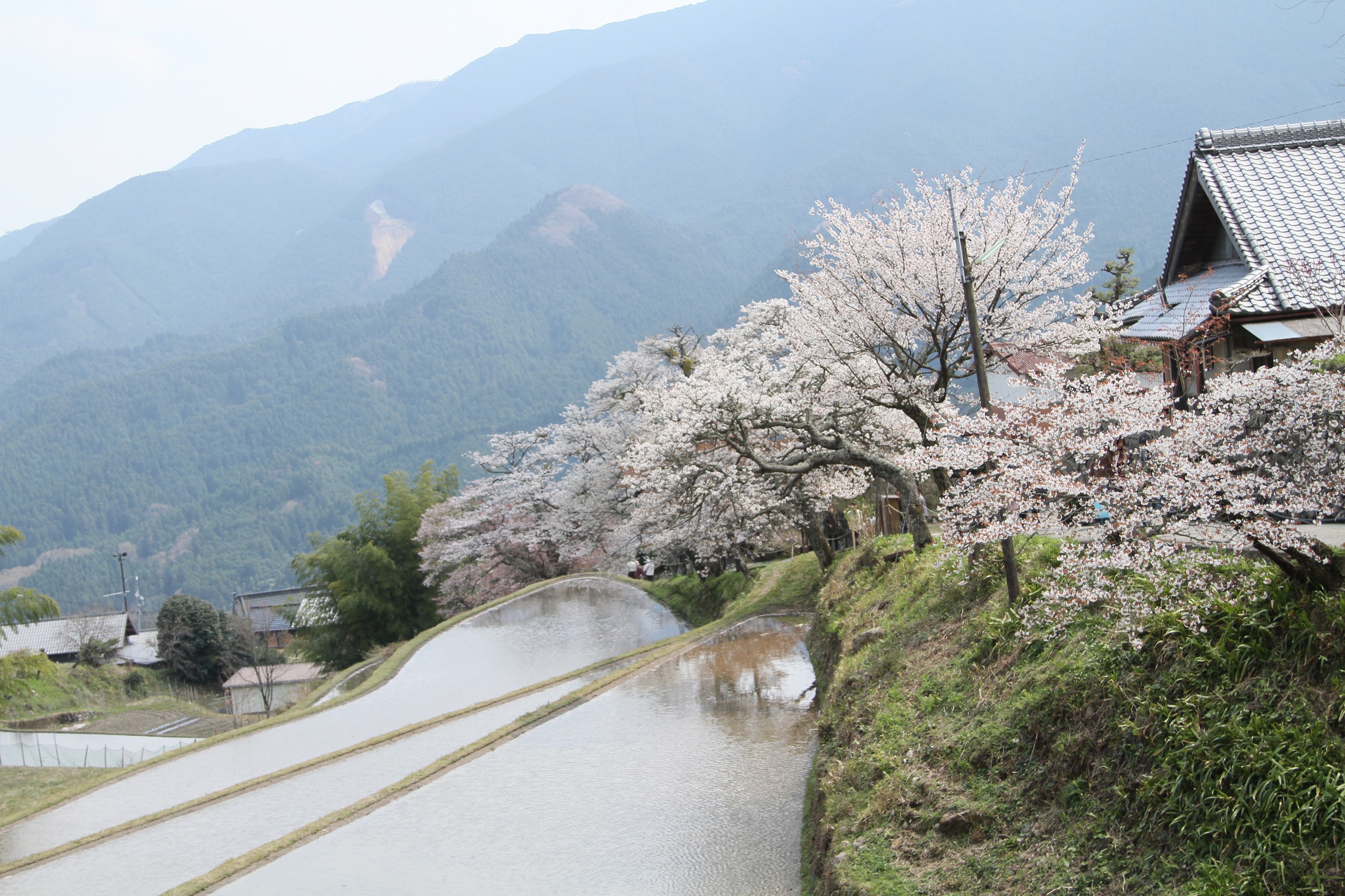 01　三多気の桜（津市美杉町三多気）2013～