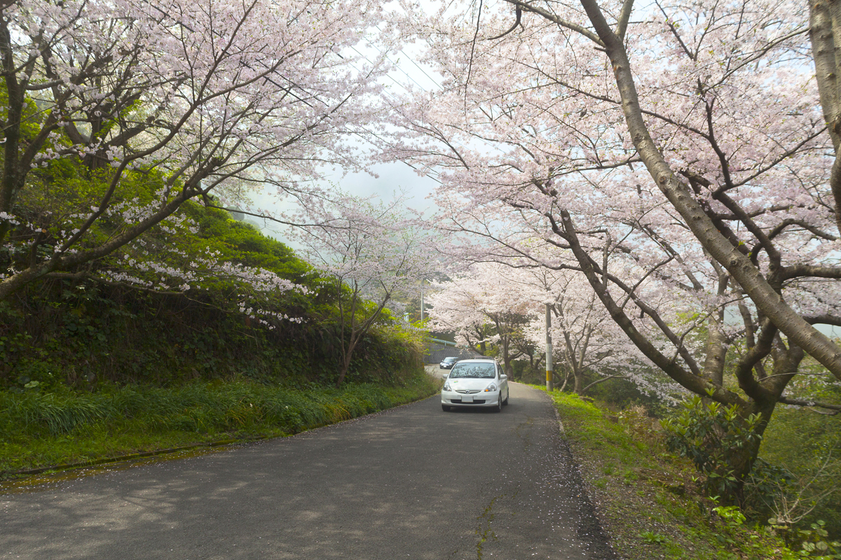 日本さくらの会 名所情報