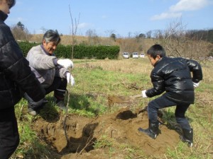 さくらを植樹