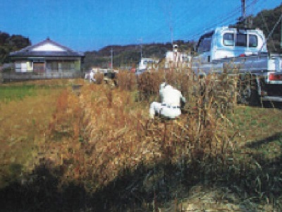 さくら若木を植栽