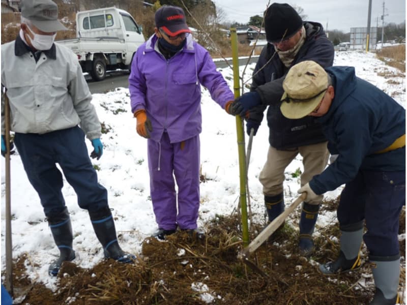慎重にさくらの苗木を植付け