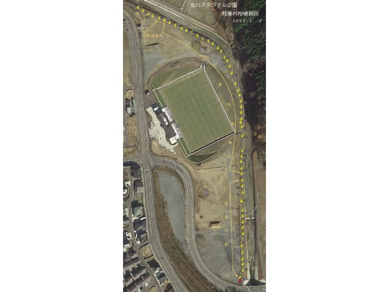 女川スタジアム公園さくら植栽図