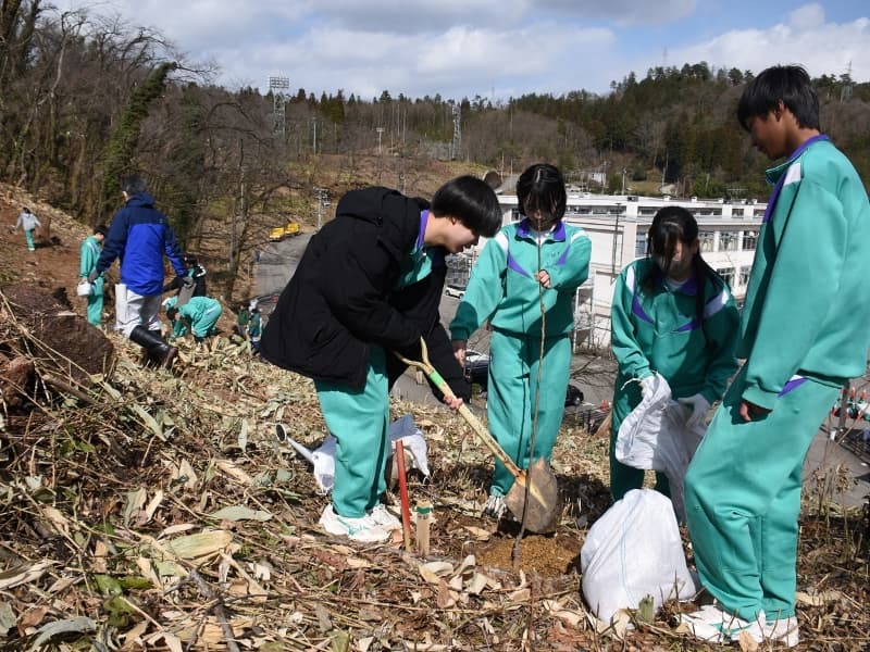 さくら若木を植栽