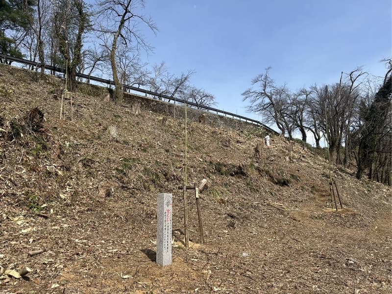 さくら若木植樹後・品種表示石碑