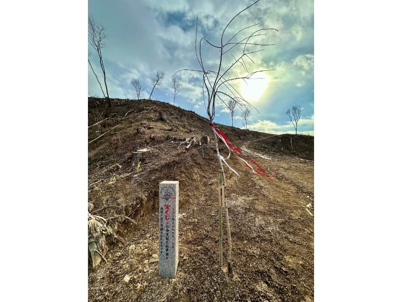 事業表示石碑とさくら若木