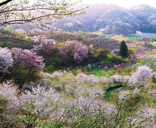 しらかわ本沼花見山の桜
